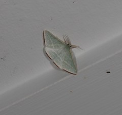 Oenochroma infantilis