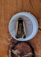 Ochropleura leucogaster