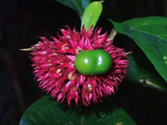 Clerodendrum deflexum
