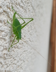 Isophya camptoxypha