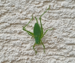 Isophya camptoxypha