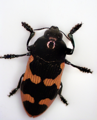 Castiarina bremei