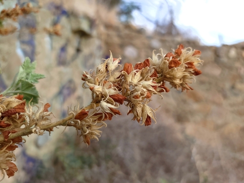 Image of Malacothamnus marrubioides by (c) Daniel S., some rights reserved (CC BY)