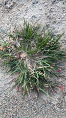 Eleusine indica