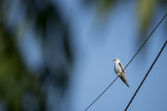 Elanus caeruleus vociferus