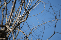 Elanus caeruleus vociferus