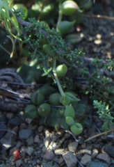 Curio radicans