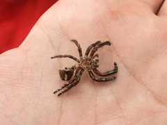 Hyllus diardi