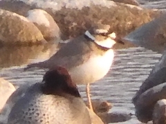 Charadrius placidus