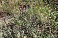 Ocimum burchellianum
