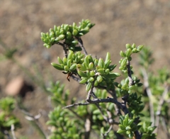 Senecio acutifolius