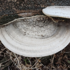 Trametes warnieri