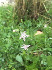 Silene