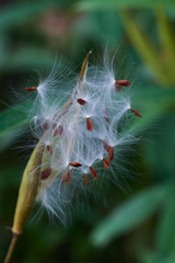Asclepias curassavica