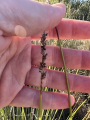 Carex tereticaulis