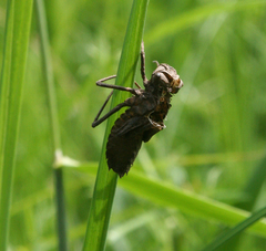 Somatochlora exuberata