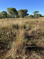 Amphibromus nervosus