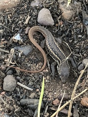 Pedioplanis lineoocellata