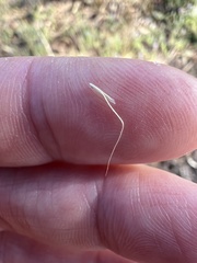 Amphibromus nervosus