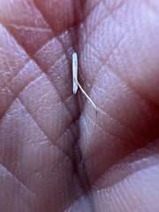 Amphibromus nervosus