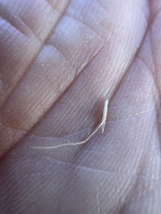 Amphibromus nervosus