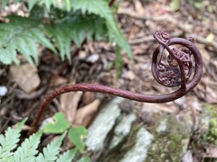 Davallia formosana