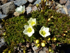 Gentianella decumbens