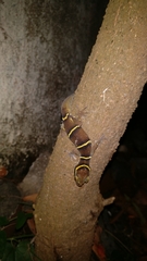 Cyrtodactylus deccanensis