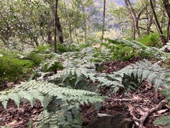 Davallia formosana