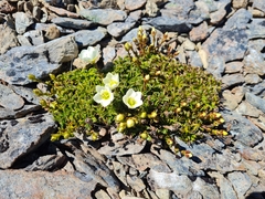 Gentianella decumbens