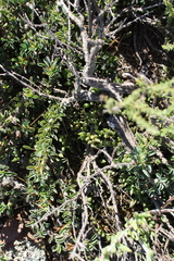 Curio radicans