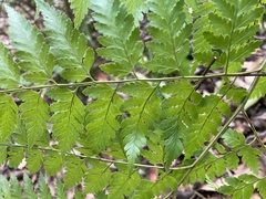Davallia formosana