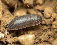 Porcellio provincialis