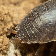 Porcellio provincialis