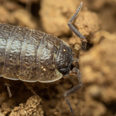 Porcellio provincialis