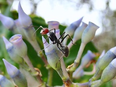 Camponotus singularis singularis