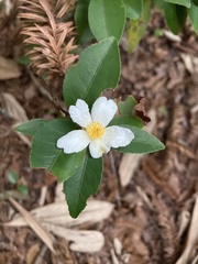 Camellia brevistyla