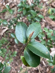 Camellia brevistyla