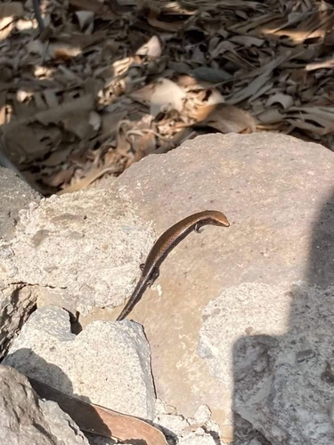 Chalcides coeruleopunctatus