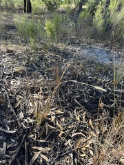 Rytidosperma duttonianum