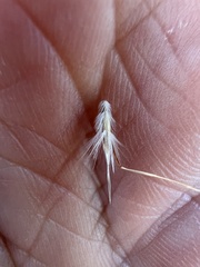 Rytidosperma duttonianum