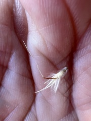 Rytidosperma duttonianum