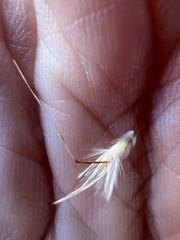 Rytidosperma duttonianum