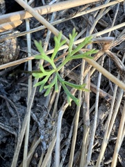 Ranunculus inundatus