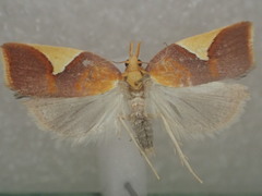 Arotrophora cosmoplaca