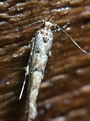 Pyroderces aellotricha