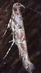 Pyroderces aellotricha