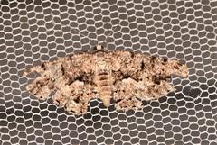 Hypomecis externaria