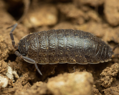 Porcellio provincialis