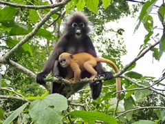 Trachypithecus obscurus halonifer